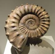 Fossil